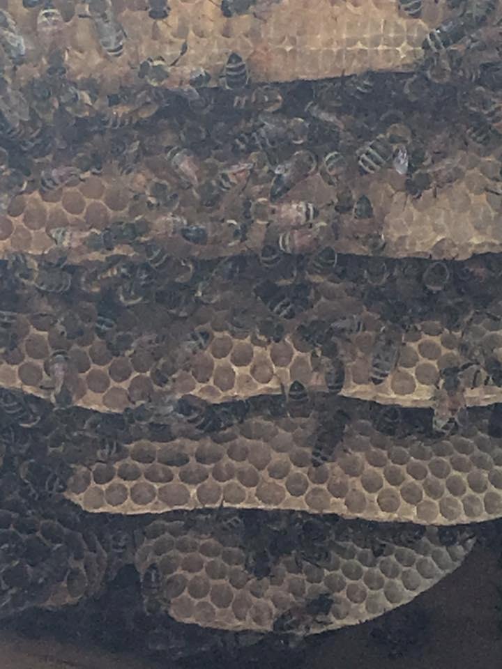 Spent the morning watching bee keepers remove a hive from the house across the street; very cool to watch🙂