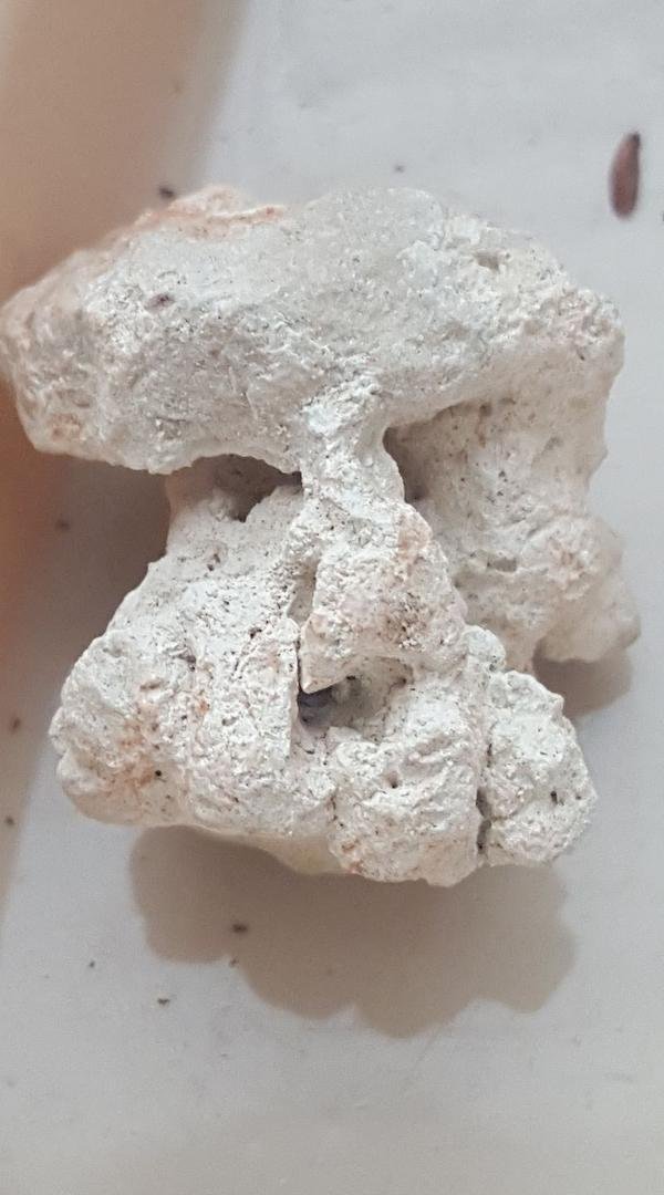 I found this in my back yard. It's about 2 inches in height. It's a solid rock with what seems to be teeth at the bottom. Any thoughts?