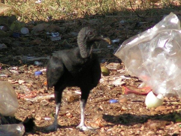 Vulture
