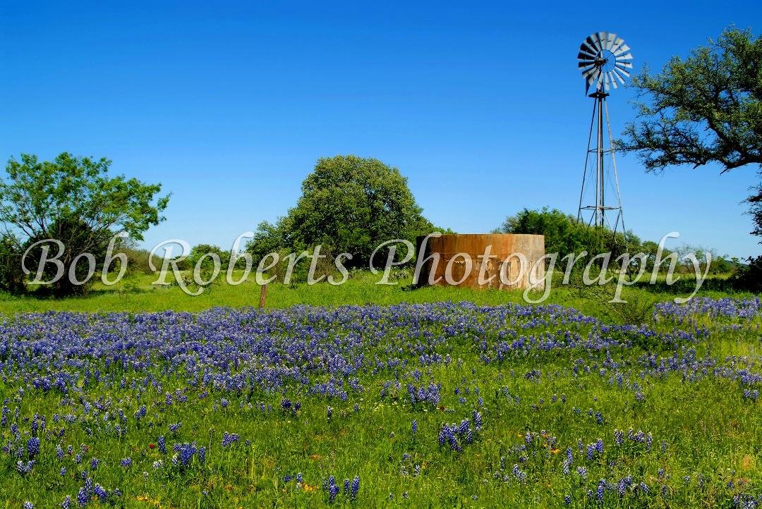 Hill Country Windmill and Bluebonnets from Pecan Creek Ranch in Llano, Texas