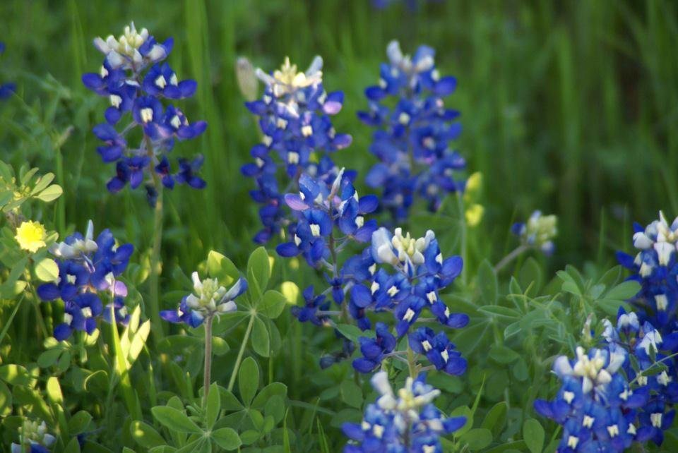 Bluebonnet Day at Denison Dam!!!!