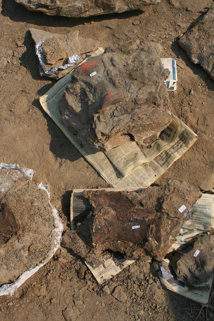 Tail bone sections measured approximately 10 to 15 inches in length (depending on location on the tail).