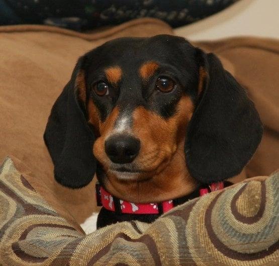 Happy National Dog Day from
Lulu May....