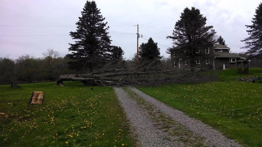 I cut this 70' tree down that was leaning towards my electric line. It was a very close call but I did miss it. Then spent all day cutting it up into fire wood and hauling the limbs into the woods.