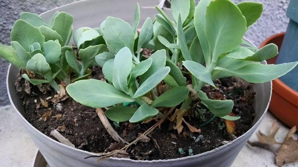 Got this plant that refuses to die. Anyone have a clue what it is?
