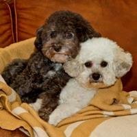 Meet our new family members, Desi and Lucy, a bonded pair of Bischon Frisees from the Bischon Fir Kids Rescue. They really like to snuggle!! We adopted them at 2:30 pm today and watched the Puppy Bowl together on the Anim