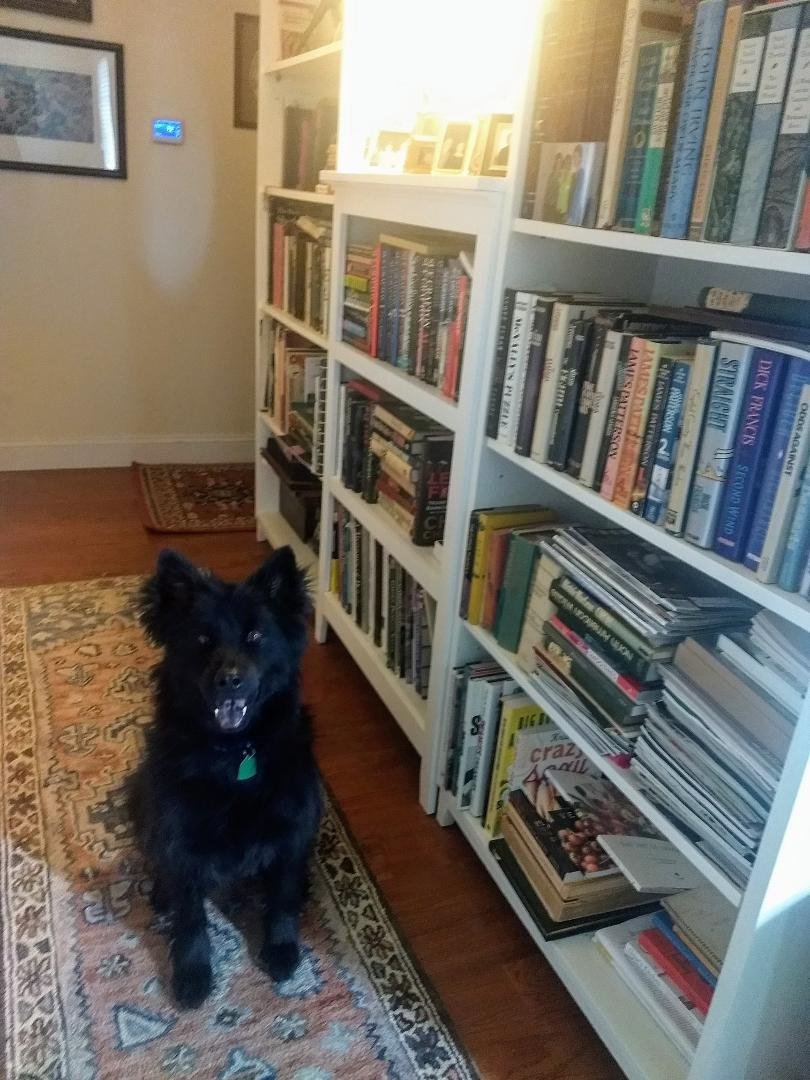 My new baby. He was supposed to my foster child but cannot part with this crazy guy. He is more human than some humans I know,