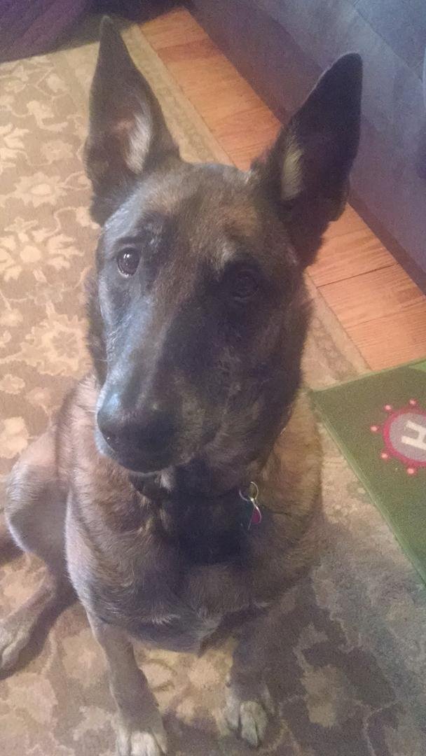 This is Max my Grand Dog and very BEST Friend...!!! He became 8 yrs old in early February; recently diagnosed with bone cancer and has a tumor on his left wrist that has caused him to limp increasingly worse each day! He ha