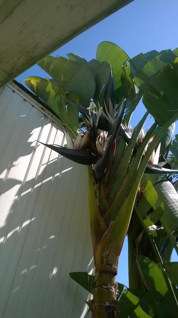 Cuz check out this bird of paradise