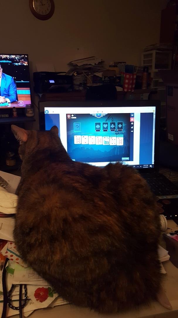 Trying to pay bills online but gave up decided play Solitaire and instead because somebody's in my way