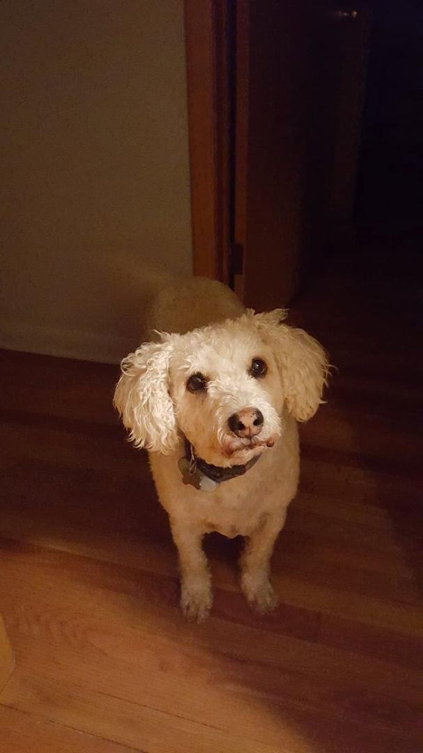 Happy National Dog Day, Seamus. My very special rescue dog.
