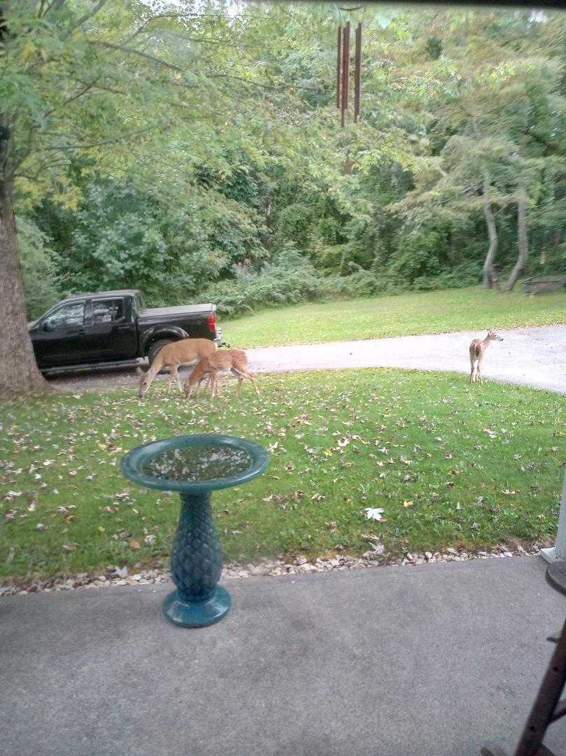 Morning visitors