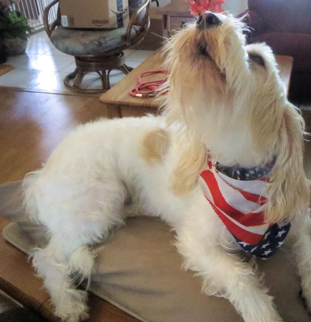 The Puppy Post Challenge! I nominated to post 1 picture of my dog, only 1. In addition, I've named people who are great dog-people to join the challenge to keep this running. Let's flood Facebook with dog pictures instead o