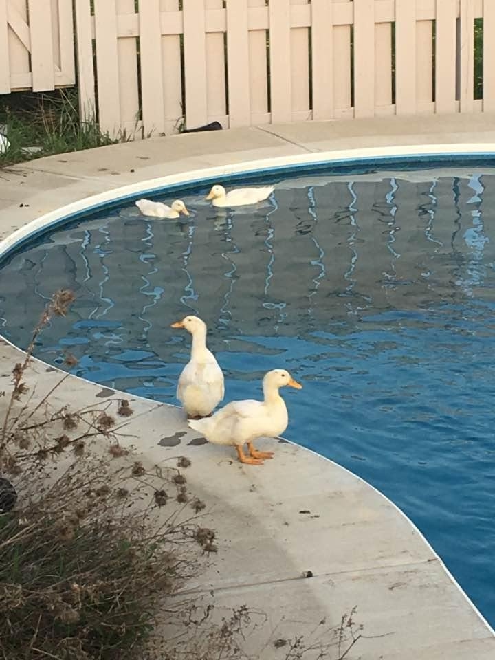 Our duck friends decided to come and visit today. They made themselves at home and took a swim. They could have cleaned the pool while they were at it
