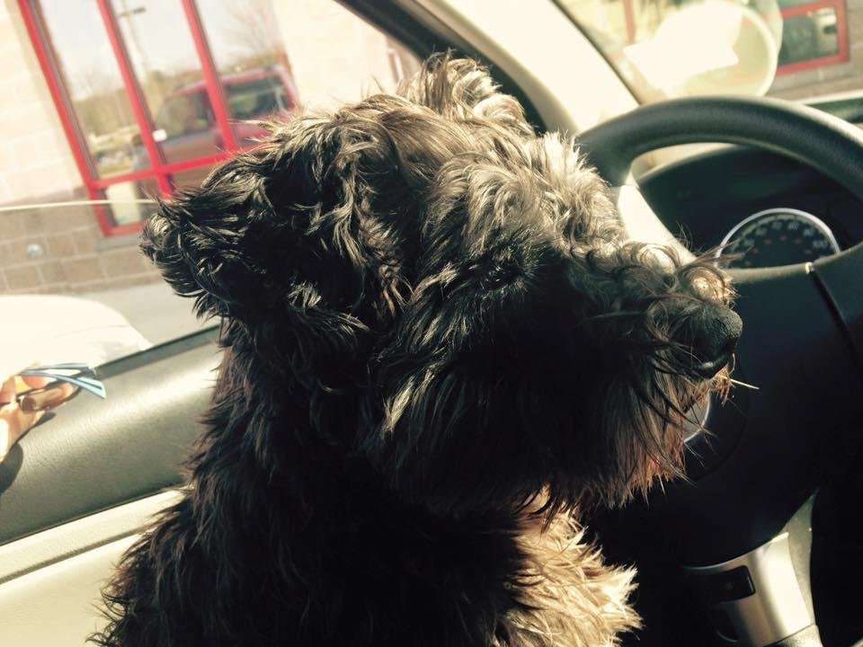 On our way to Tampa and the beach and sunshine. Willie is happy to be going too!
