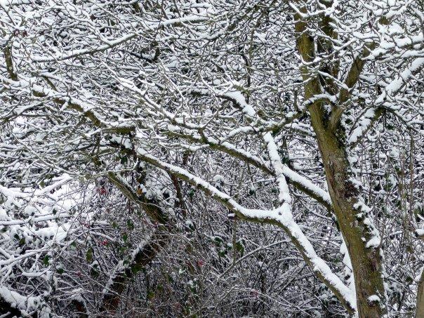 The other apple tree and the snow, but this one seems to wear it better.