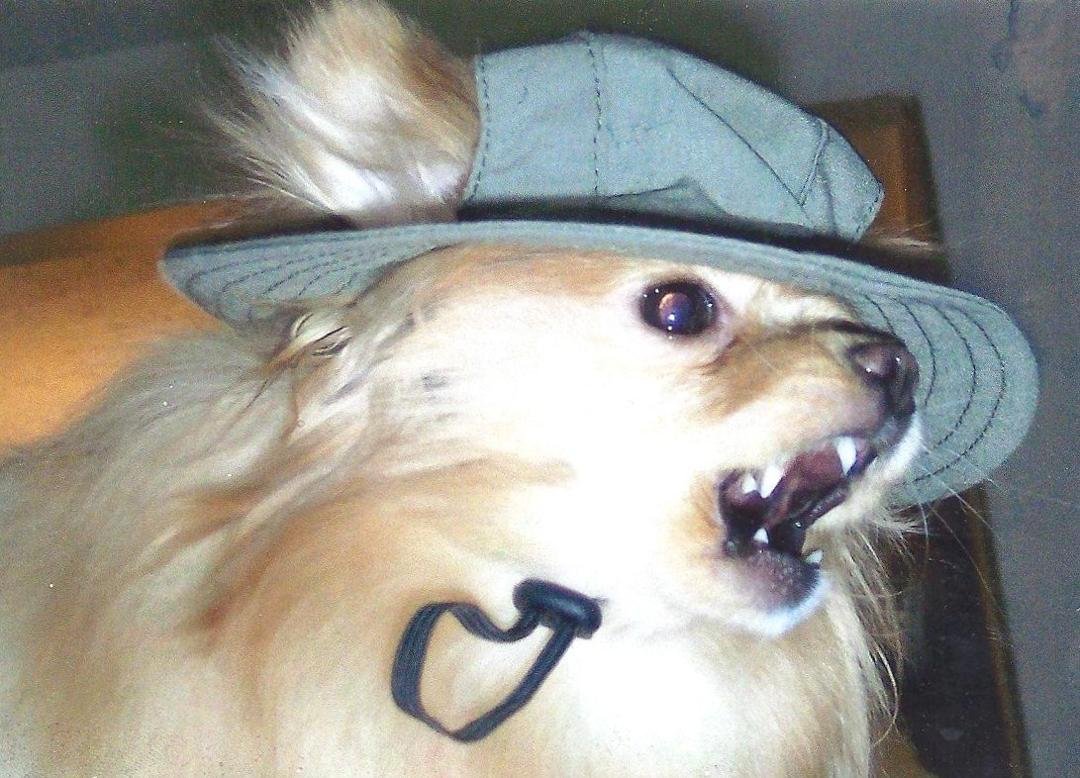 Derrick I wasn't kidding, here is my mean pom