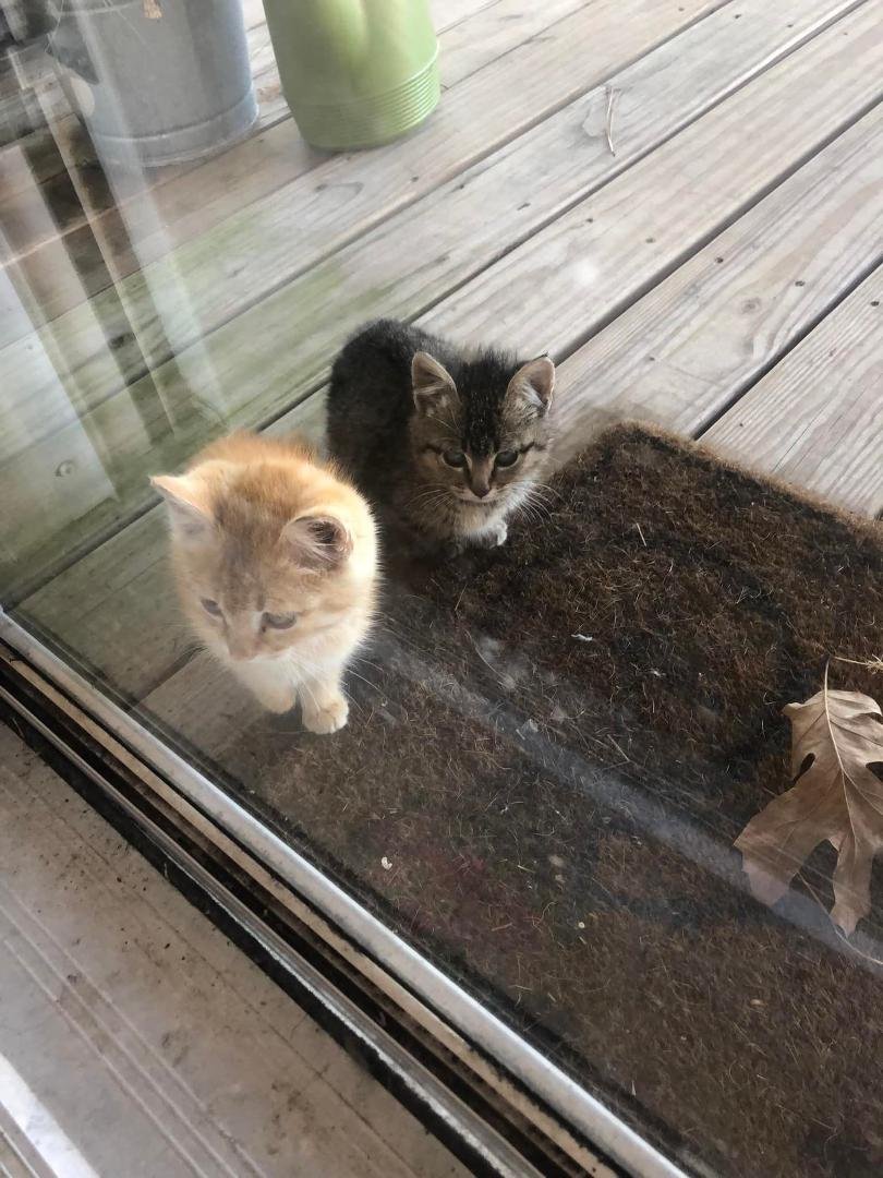 These kittens showed up on our porch. We can’t keep them. If you would like to have them, message me. THEY HAVE BEEN CLAIMED. THANKS.