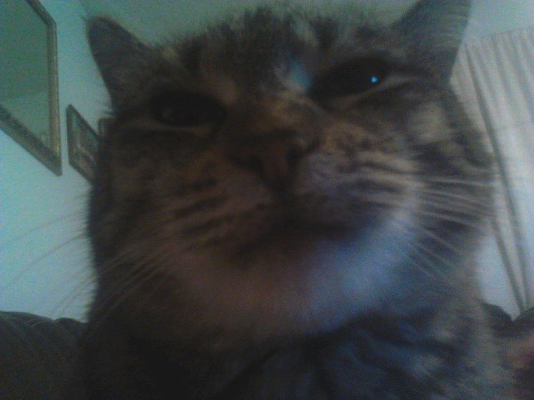 Tiger sitting on my chest