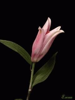 Happy Easter, it may be late in the eve. but Gods day never ends :)