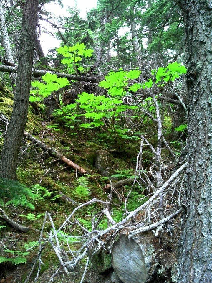 Rick Wicks' album, Alaska summer 2012