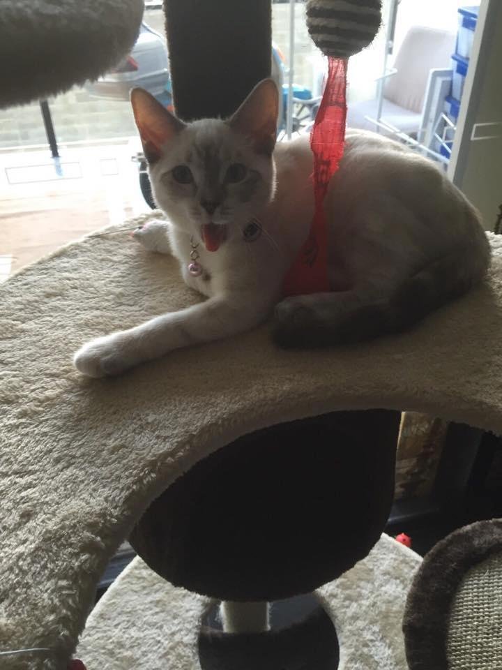 Told the cat to do something and she stuck her tongue out at me! That's my cat! lol