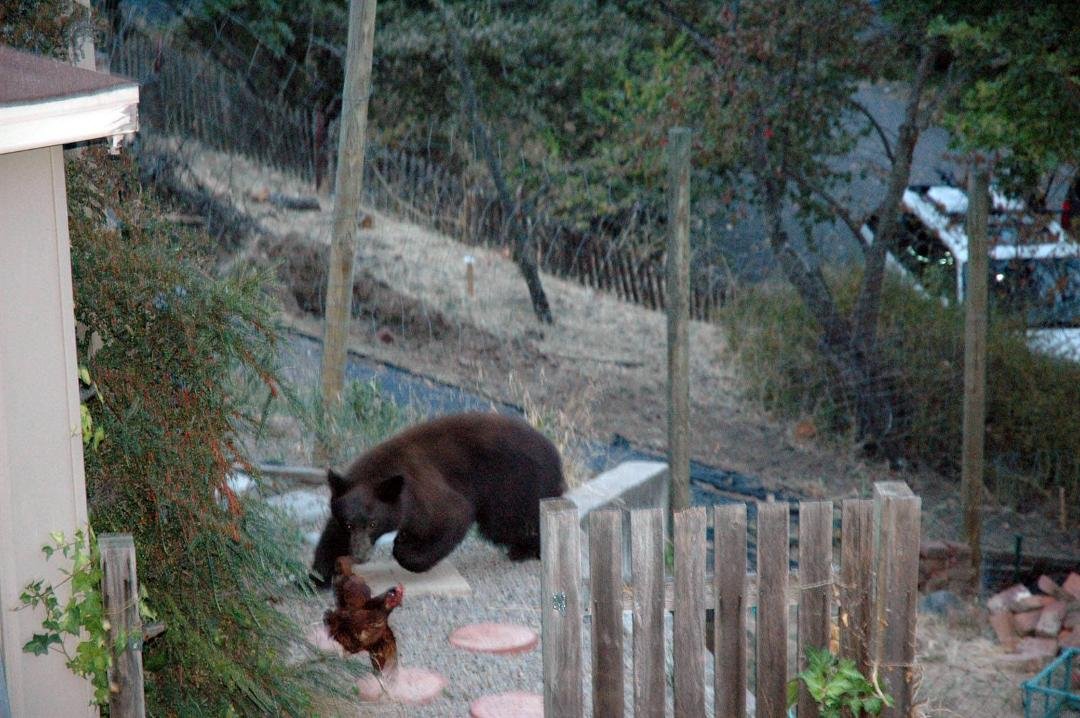 My neighbor across the street had an uninvited visitor!