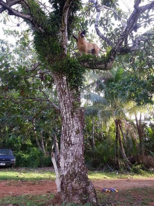 Yes, it's called a Tree Hound. Rare breed. Was mostly known around the Mojave Forest. This one was found in the Big Thicket National Preserve near Houston TX. Use to catch and eat birds jumping from limb to limb but over t