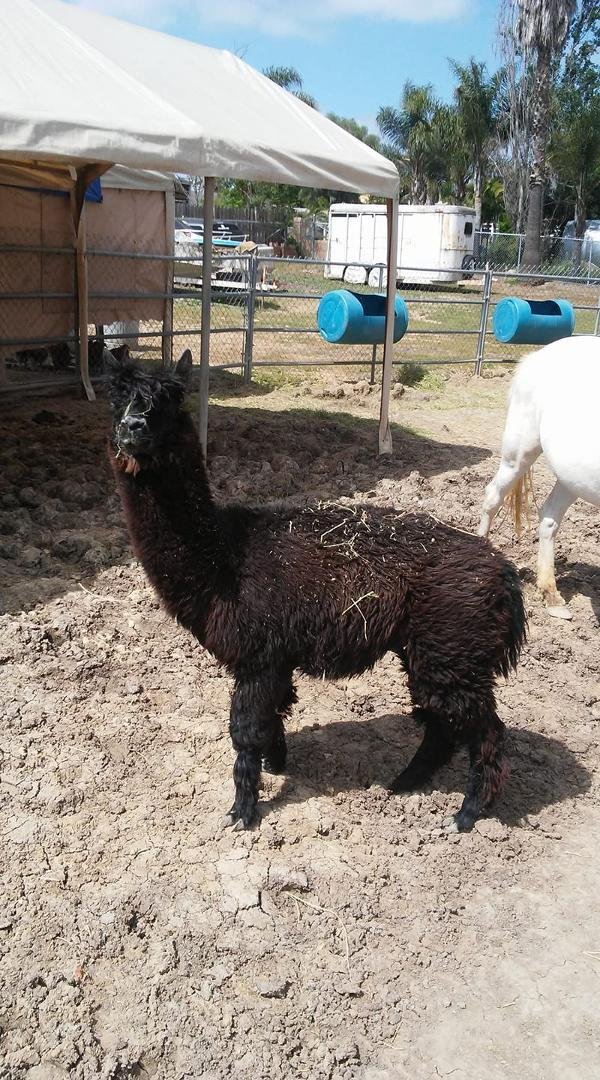 this one here is called an alpaca got two of them this is not your typical ranch got all kinds of weird animals out here oh and by the way they are all rescued animals from the horseshoes and pigs and ducks right down to th