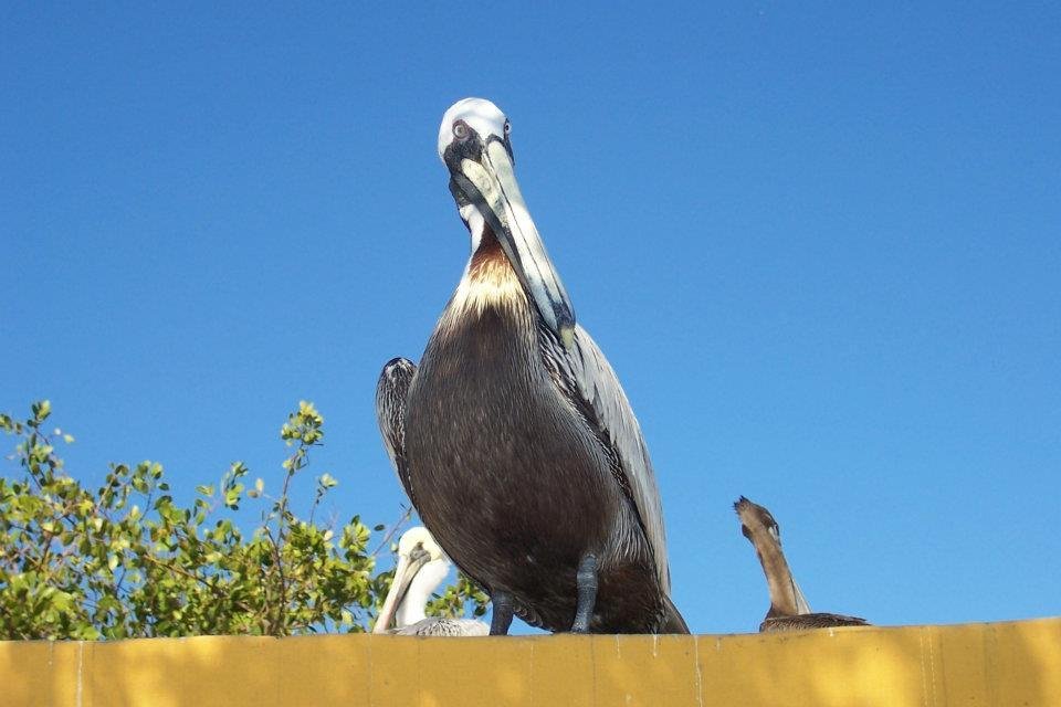 Pelican -- Florida
