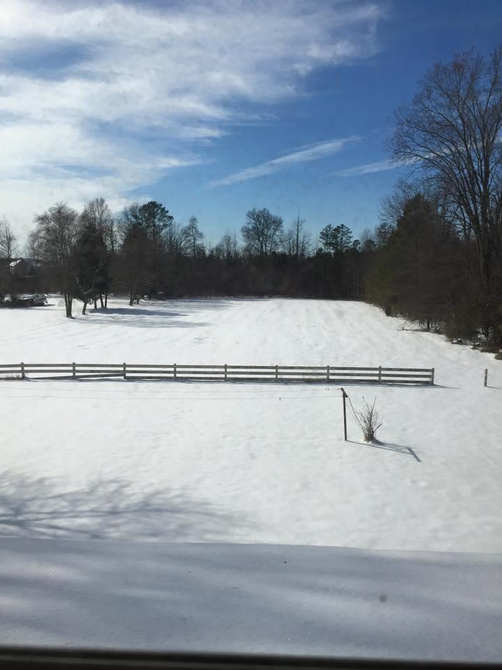 My back yard right now