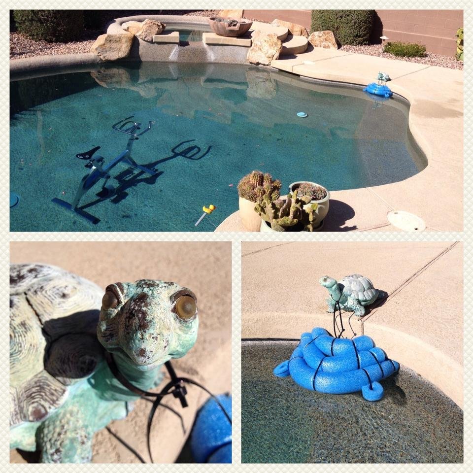 We have a new critter ramp in the pool. Fred the turtle is there to serve and protect.