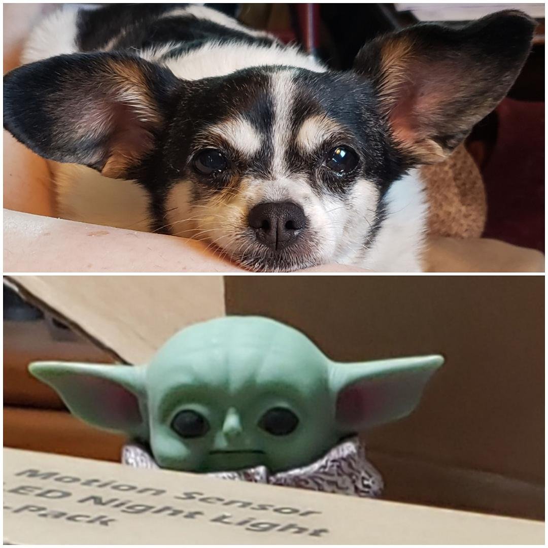 They should have used Molly's ears for Baby Yoda. 😊