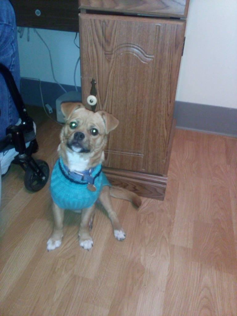 Abby waiting to go to the bank to. Get her treat.
