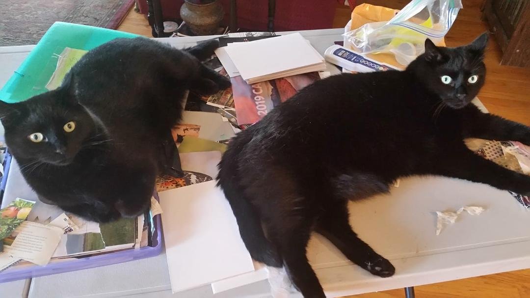 Ollie and Raven ready to help me make art.