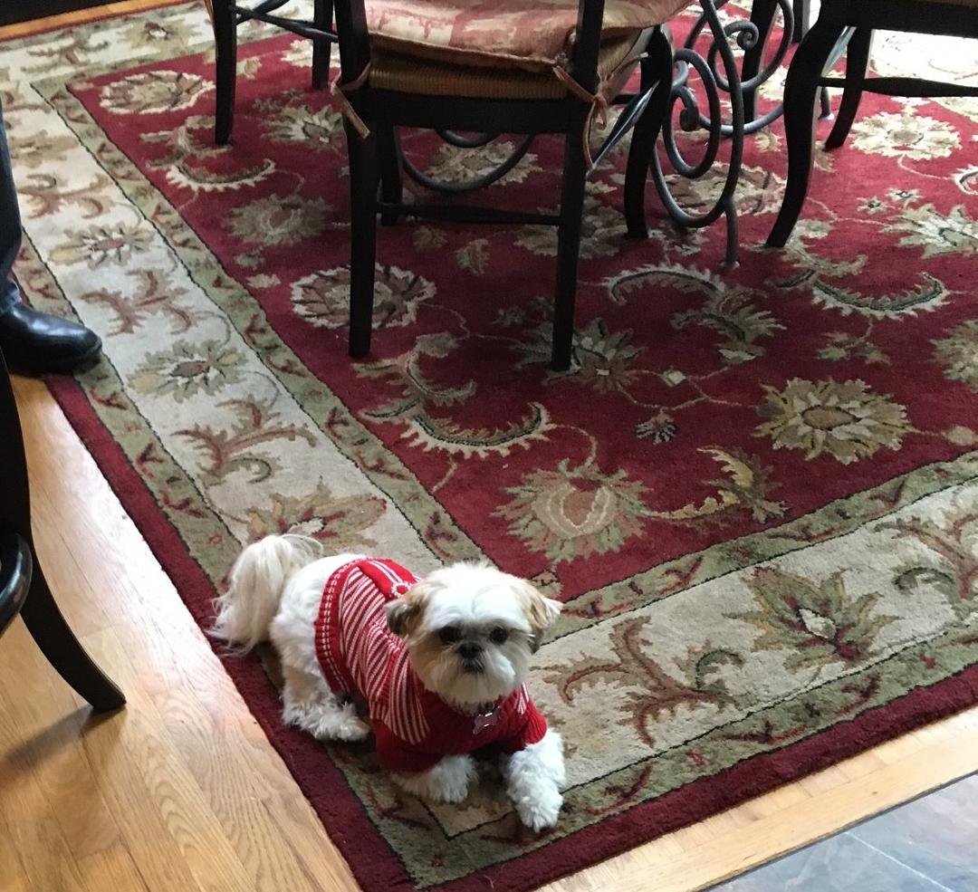 8x10 wool rug. excellent! $125. call 630-585-7424. Dog not included.
