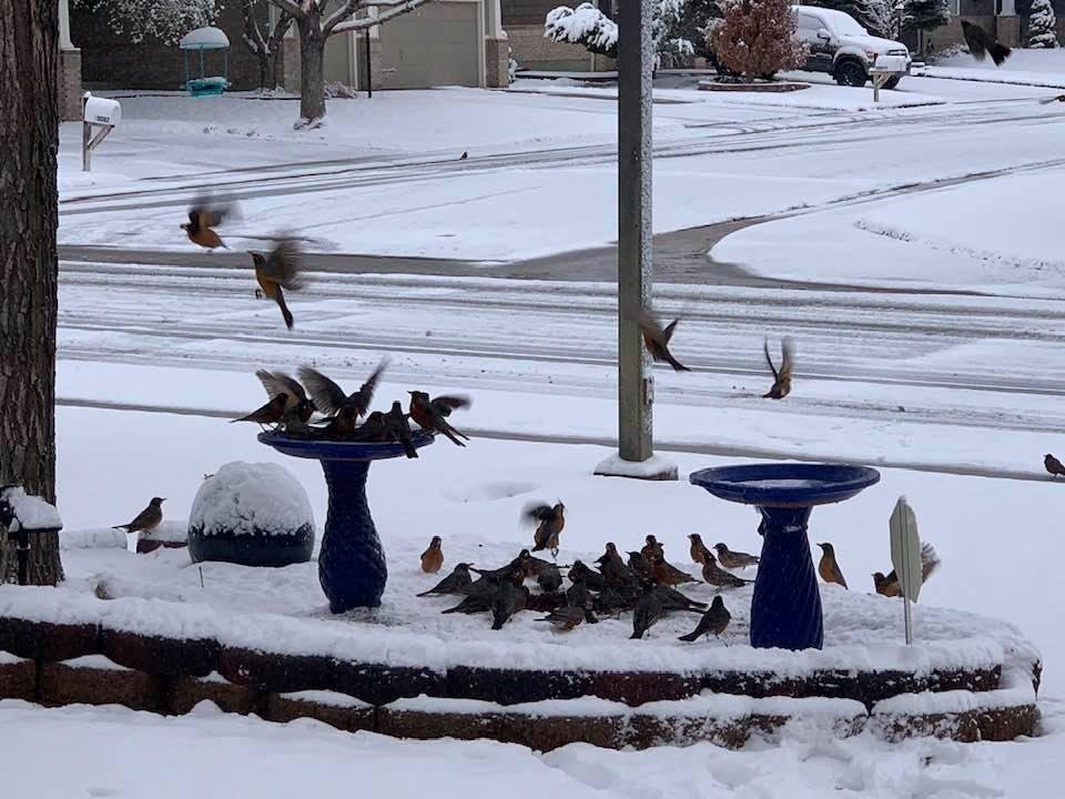 My hungry Robins on this snowy Spring morning. ❤️