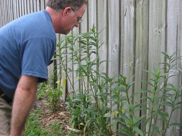 Trying to find the caterpillar