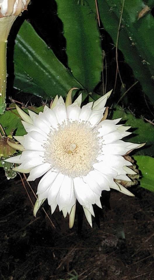 These cacti only blossom at night.