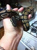 my snake with her snake sitter till it gets warm