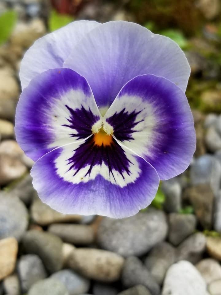 william barker's album, Mobile Uploads