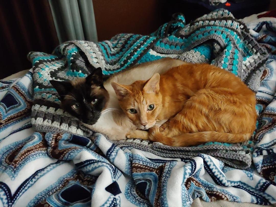 My boys relaxing. ❤❤❤