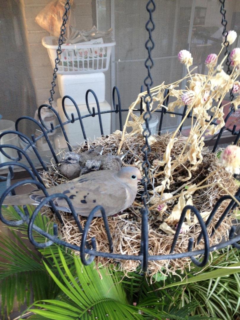 As advertised, I came home to a new pair of back porch baby doves.