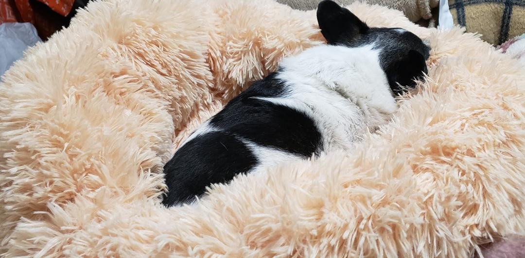 Molly's new bed. I know it is advertised as an anti-anxiety bed, but she loves fluffy things, blankets, etc. She did spend the first few minute chewing on it. 😊