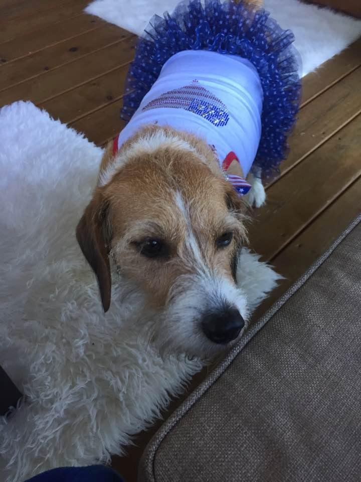 Roxie models her Fourth of July fashion courtesy of Aunt Pauline Maclean 😍