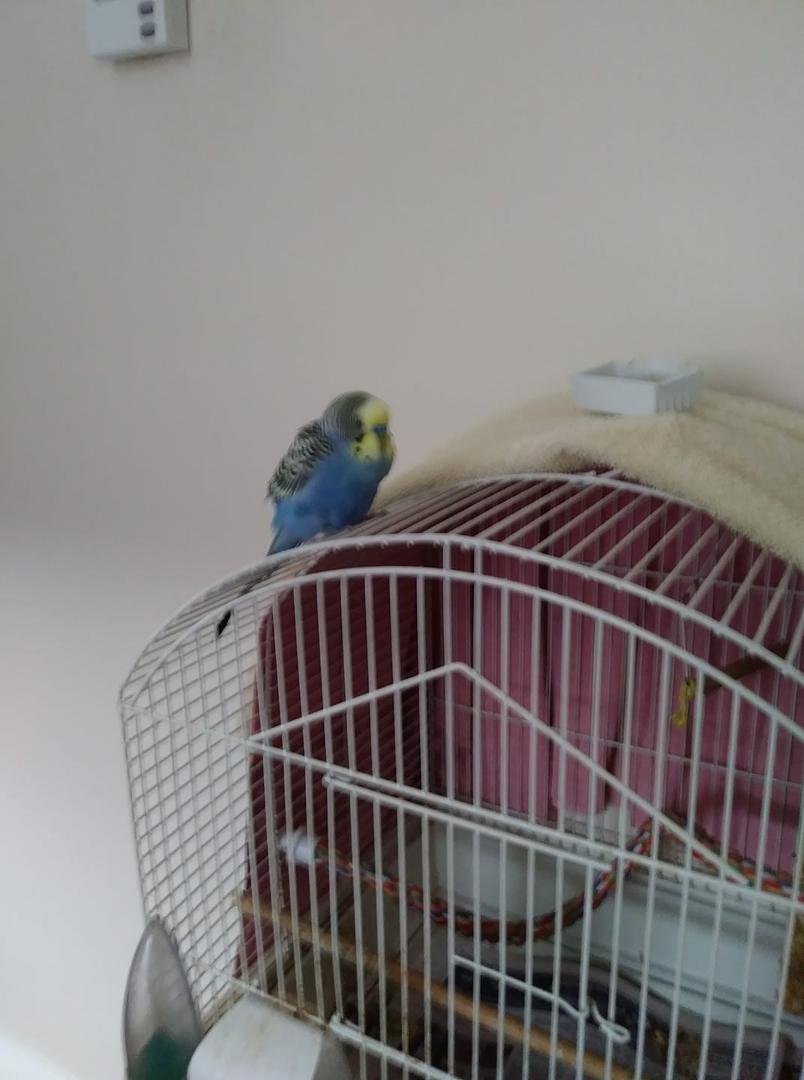 Found this beautiful baby budgie bird in my backyard💝💝🐦🐦