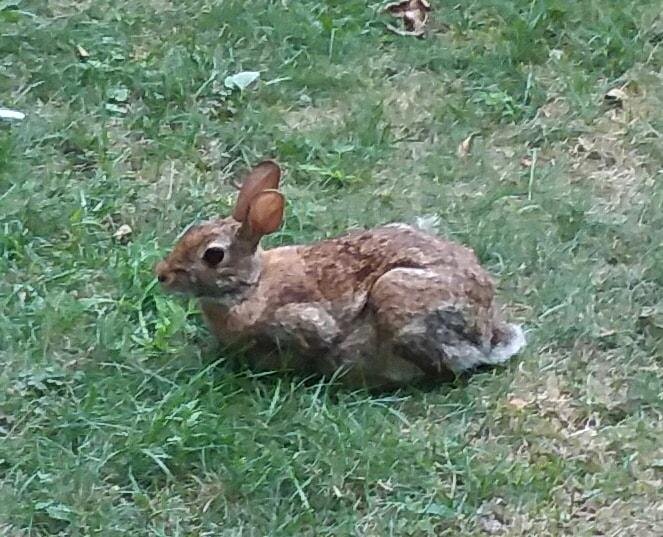 One of our condo bunnies hanging out waiting for the thundershowers to move in...