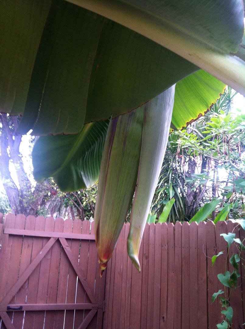 "It is so big and it came so fast!" ....comment made on our new banana flower :-)