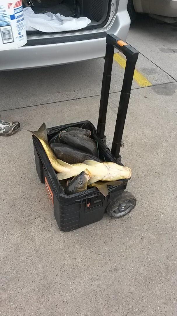 This was the bucket of carp we caught. So gross!!!