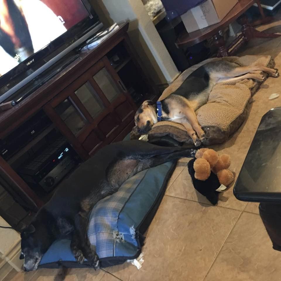 And this is my baby dog with mama dog. You have to look close but the big black dog is laying down there too. Missing is Fritz, the cat that thinks he is a dog. Fritz, being the older brother, has taught my baby dog how to